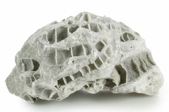 Silurian Dolostone w/ Sparkling Fossil Coral (Fletcheria) - Ohio #346086